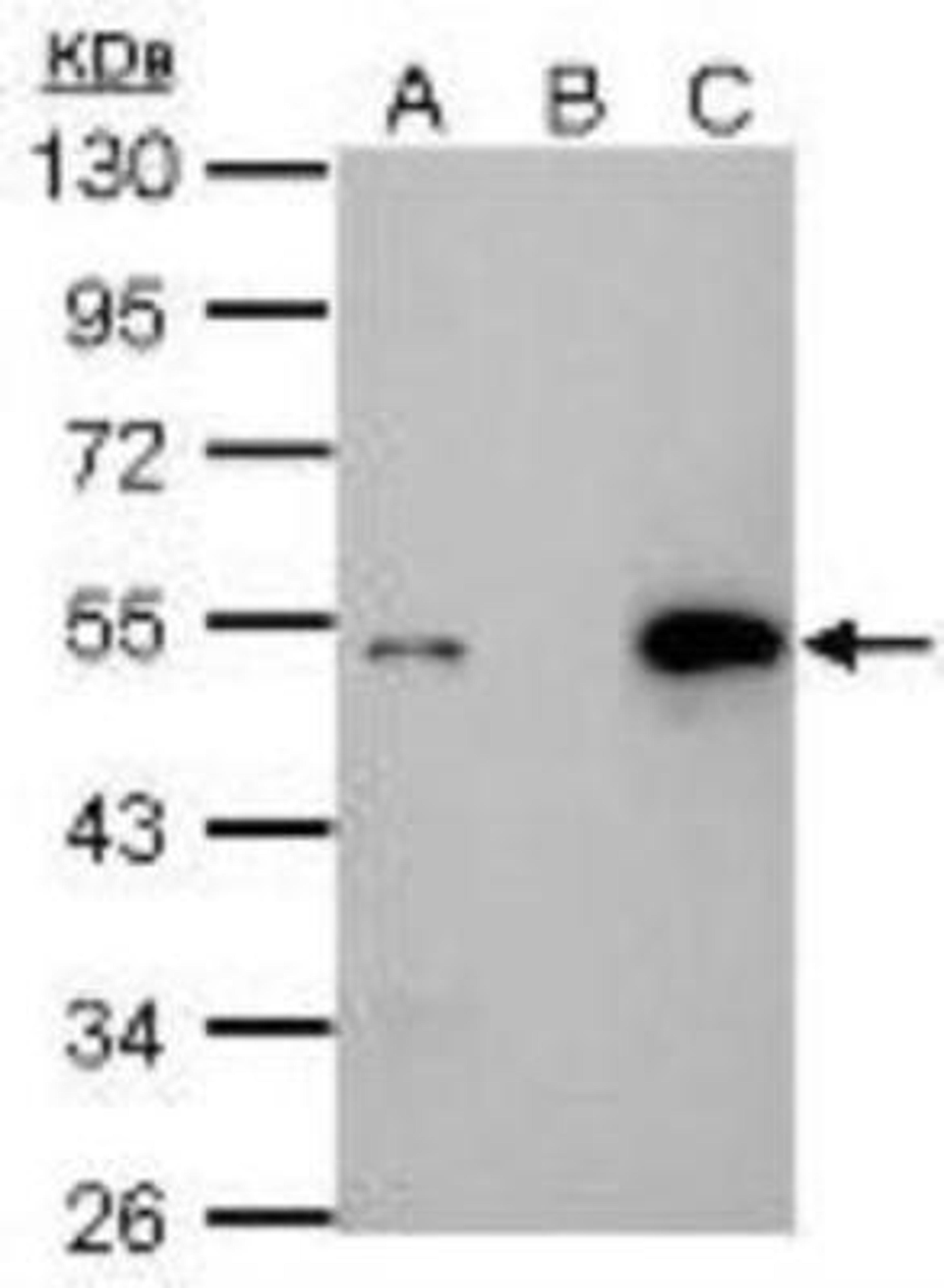 Immunoprecipitation: p53 Antibody (PAb 1801) [NB200-104] - Immunoprecipitation of p53 protein. HCT116 lysates with 30uM cisplatin treatment for 24 hours were subjected to immunoprecipitation using (B) normal mouse IgG or (C) 2.5 ug of anti-p53 antibody (A) Input, 20ug of HCT116 lysate. The precipitated protein was detected by NB200-104 diluted at 1:10000. EasyBlot anti-Mouse IgG Kit was used in Western blot.