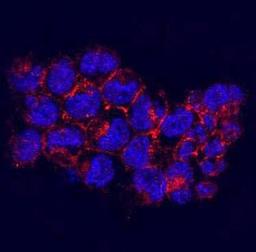 Immunofluorescent staining of F9 cells using kinase D-interacting substrate 220 antibody