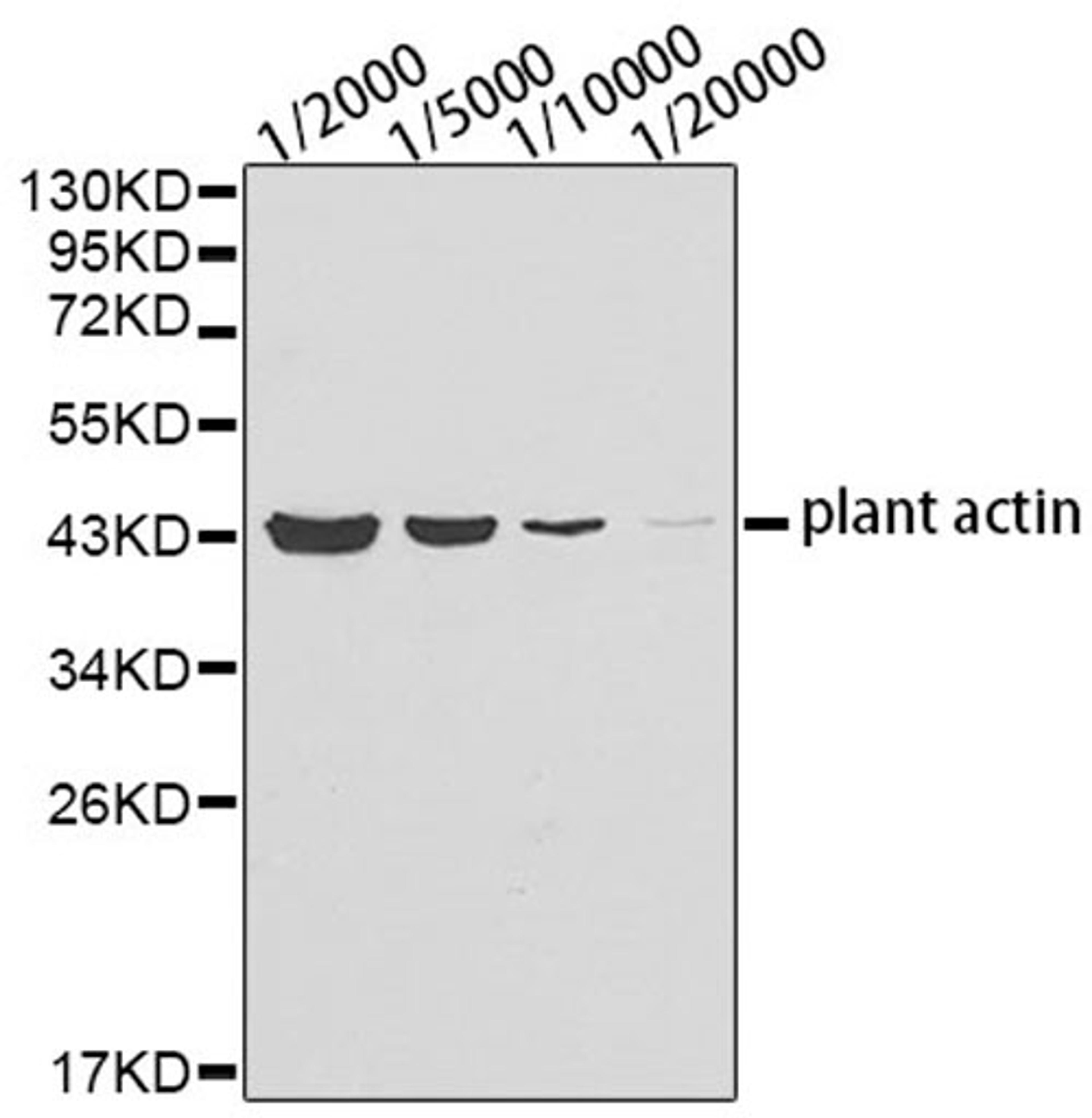 Western blot - plants actin antibody (AC009)