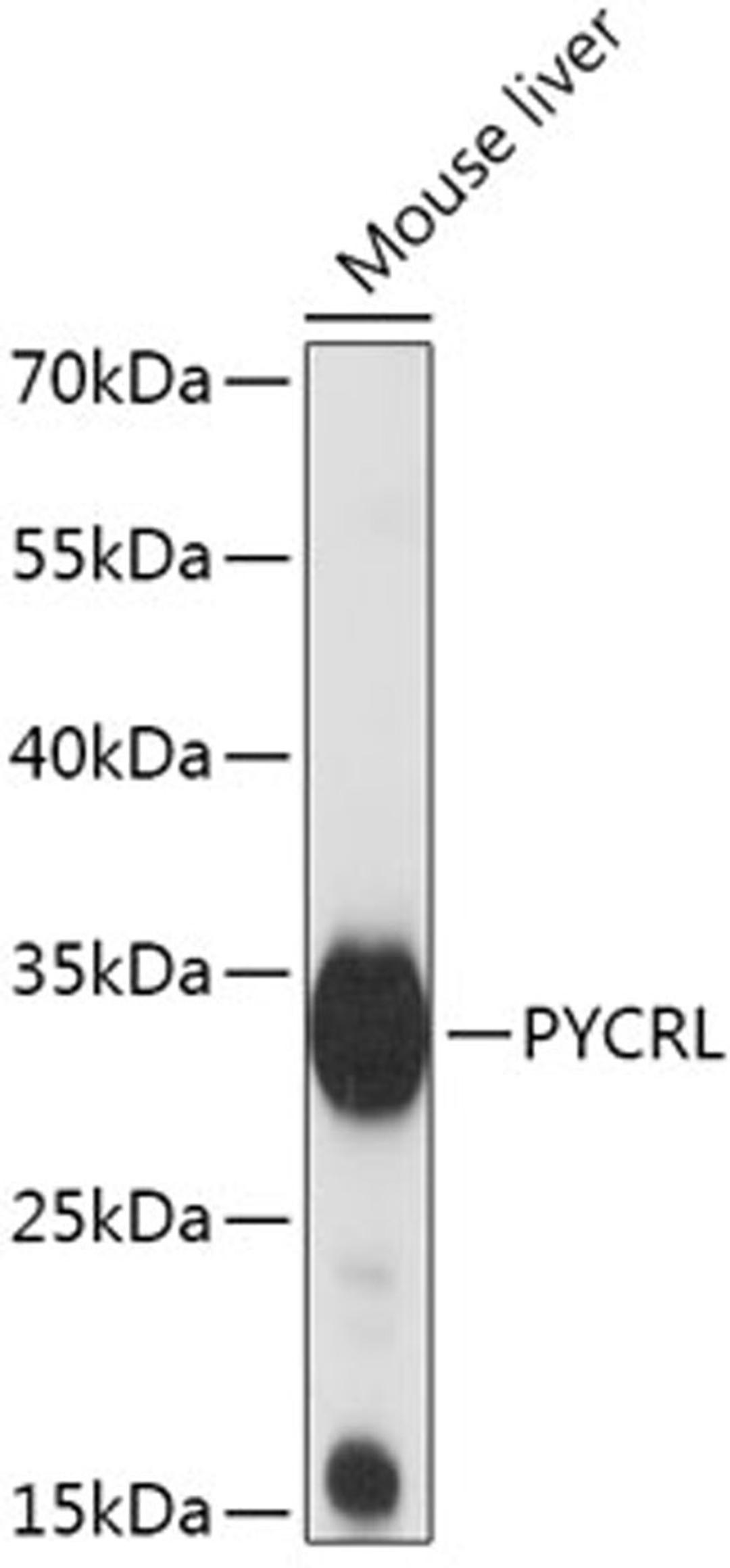 Western blot - PYCRL antibody (A17763)