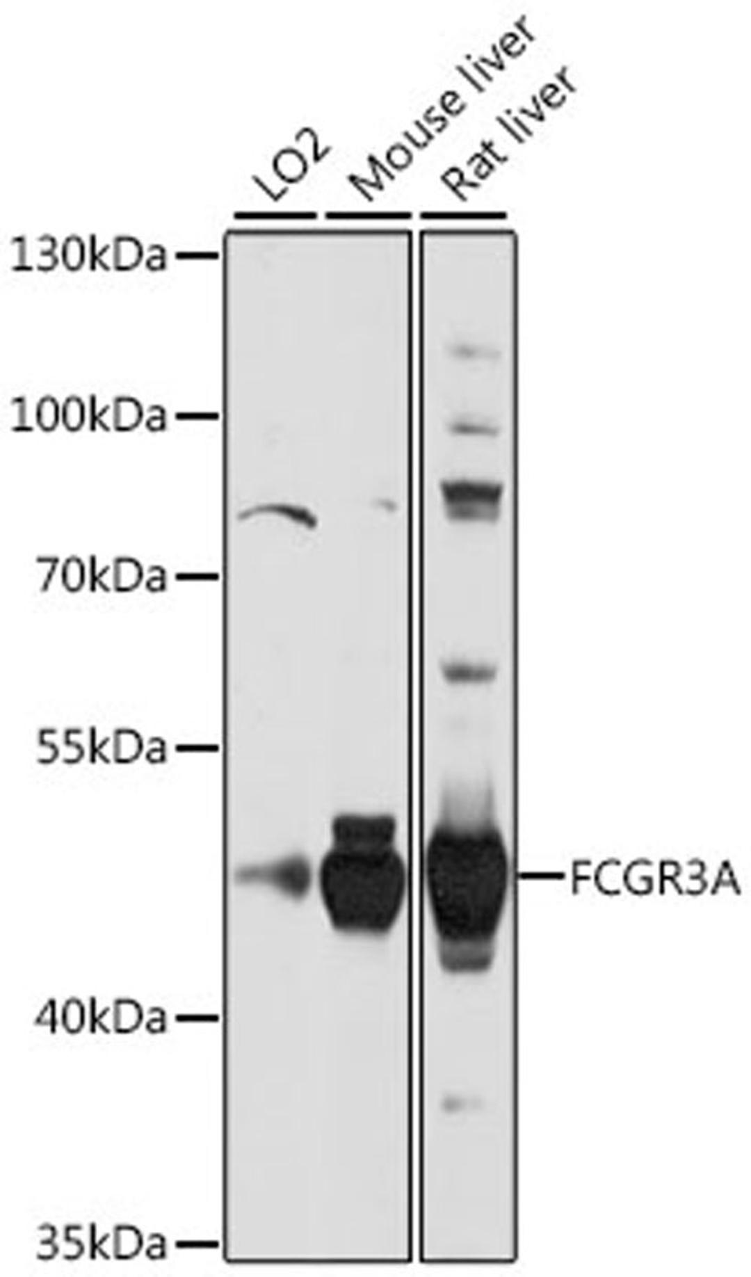 Western blot - FCGR3A antibody (A2552)