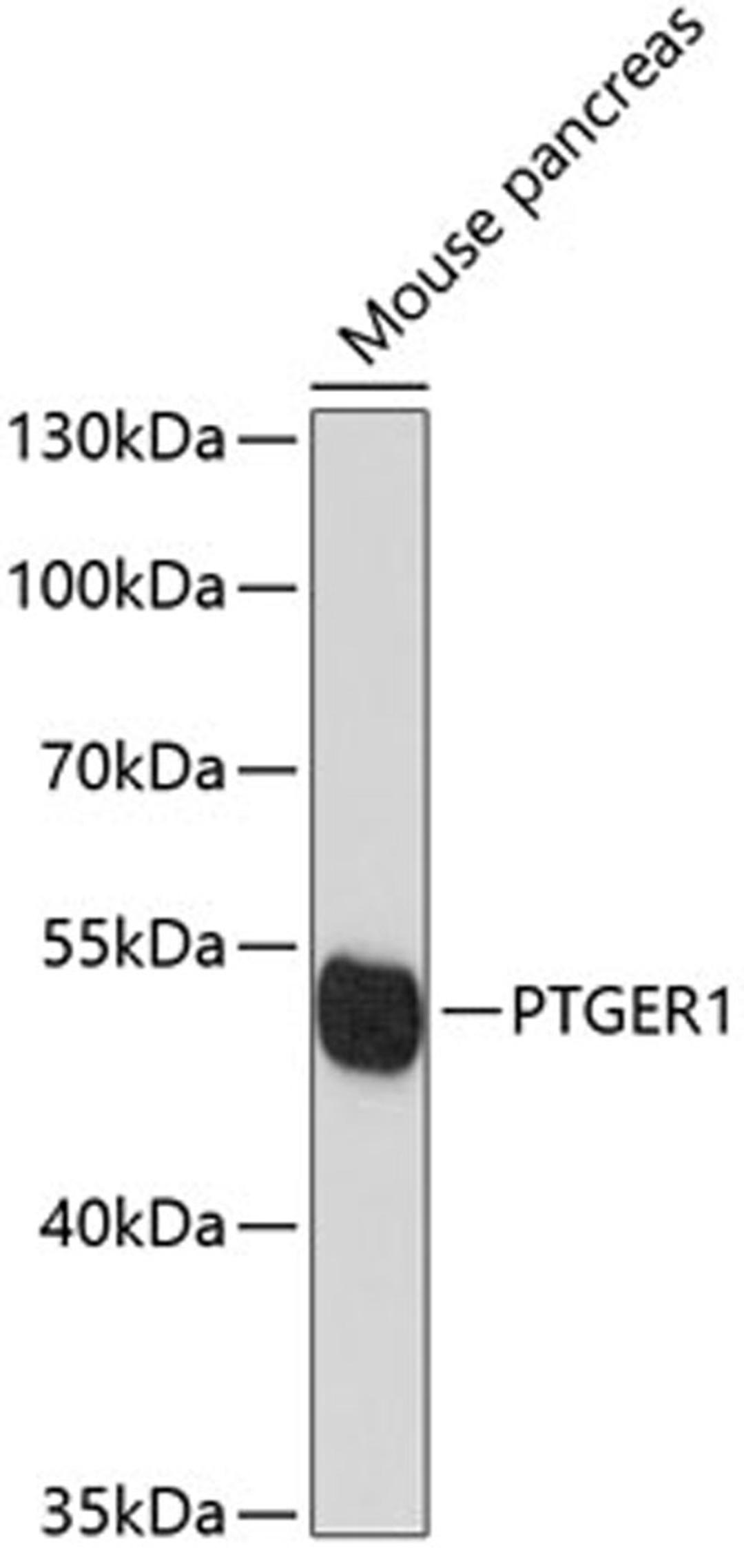 Western blot - PTGER1 antibody (A12310)