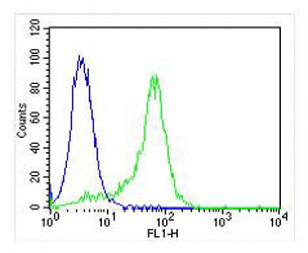 Overlay histogram showing Hela cells stained with Antibody (green line). The cells were fixed with 2% paraformaldehyde (10 min) and then permeabilized with 90% methanol for 10 min. The cells were then icubated in 2% bovine serum albumin to block non-speci