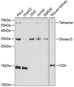 Western blot - CDA antibody (A13959)