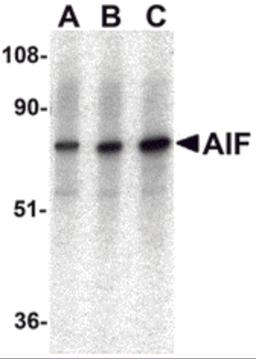 Western blot analysis of AIF in K562 with AIF antibody at (A) 0.5, (B) 1, and (C) 2 μg/mL.