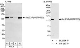 Detection of human Sec23IP(MSTP053) by western blot and immunoprecipitation.