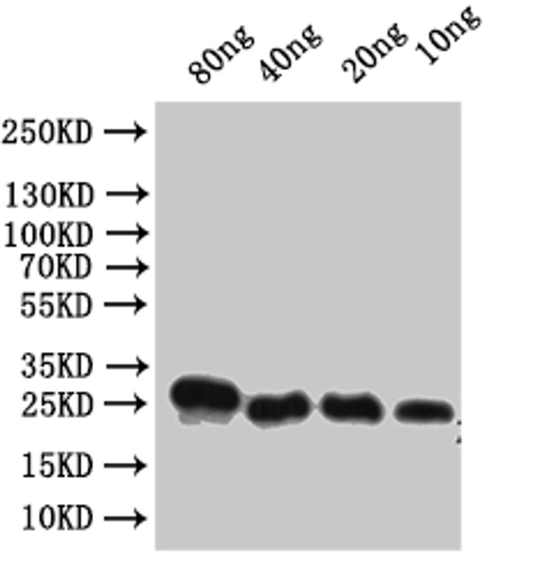 Western Blot. Positive WB detected in: recombinant protein. All lanes:Alpha-conotoxin VxXXC Antibody at 1:1000. Secondary. Goat polyclonal to rabbit IgG at 1/50000 dilution. Predicted band size: 22 kDa. Observed band size: 22 kDa.