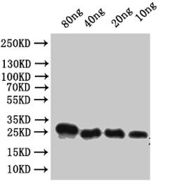 Western Blot. Positive WB detected in: recombinant protein. All lanes:Alpha-conotoxin VxXXC Antibody at 1:1000. Secondary. Goat polyclonal to rabbit IgG at 1/50000 dilution. Predicted band size: 22 kDa. Observed band size: 22 kDa.