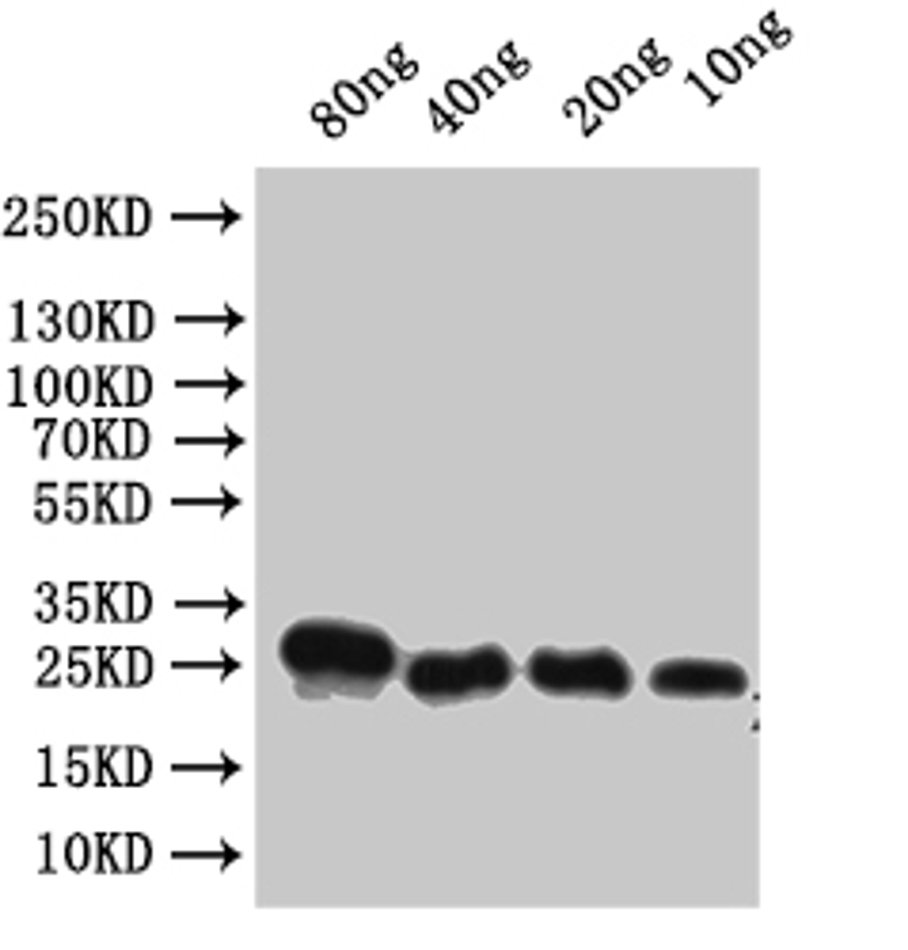 Western Blot. Positive WB detected in: recombinant protein. All lanes:Alpha-conotoxin VxXXC Antibody at 1:1000. Secondary. Goat polyclonal to rabbit IgG at 1/50000 dilution. Predicted band size: 22 kDa. Observed band size: 22 kDa.