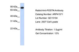 Antibody used in WB on Human 293T at 1 ug/ml.