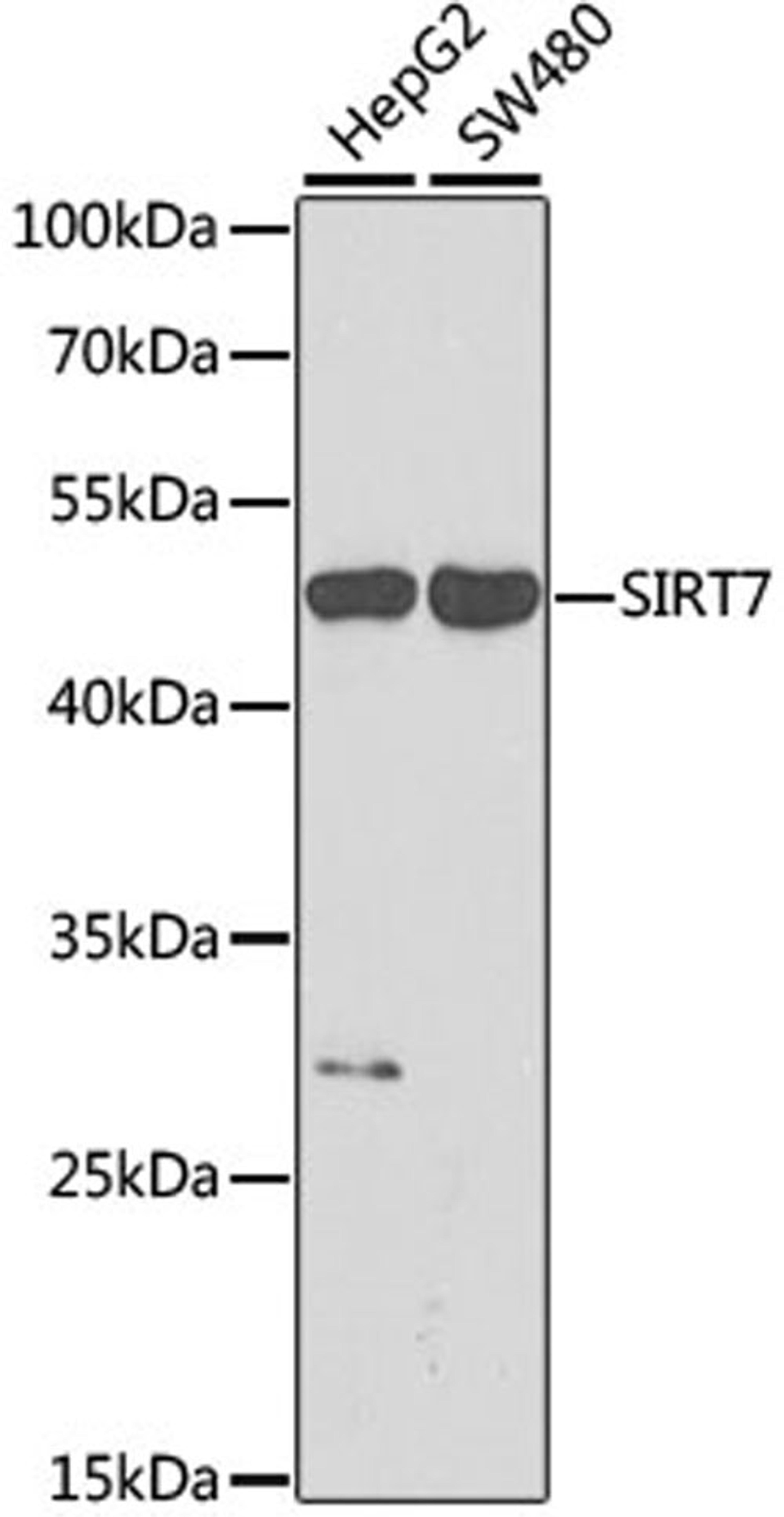 Western blot - SIRT7 antibody (A0979)