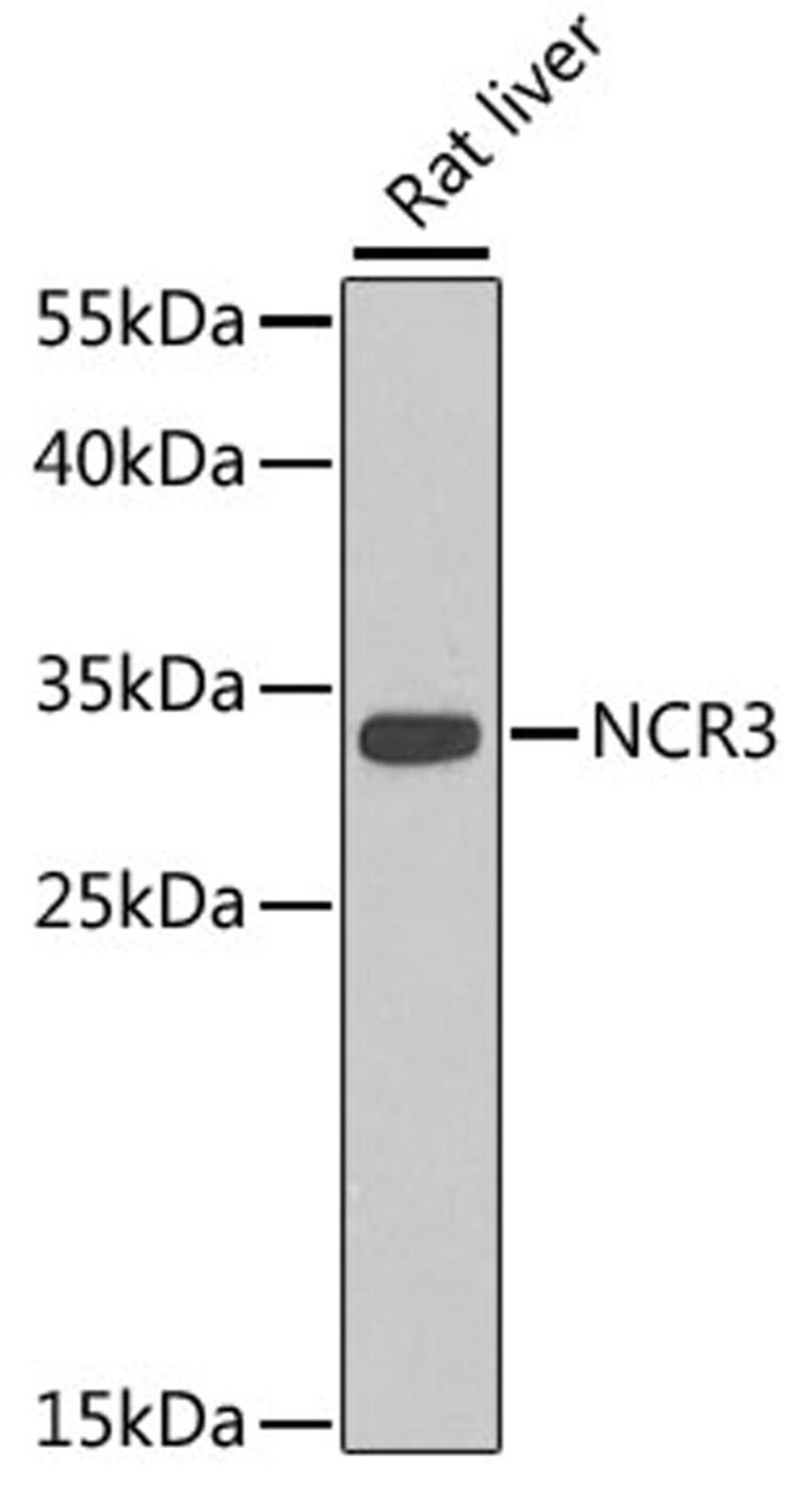 Western blot - NCR3 antibody (A7153)