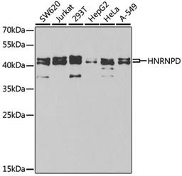 Western blot - HNRNPD antibody (A1828)