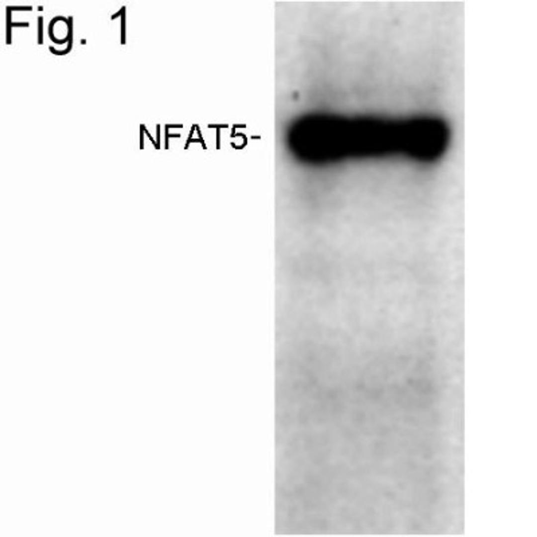 Western Blot: NFAT5 Antibody [NB120-3446] - Analysis of human NFAT5 from transfected BHK cell lysate.