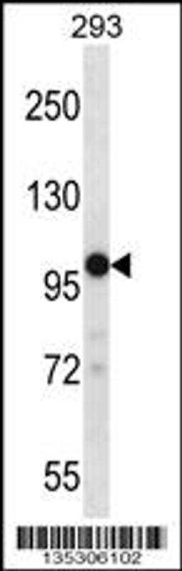 Western blot analysis in 293 cell line lysates (35ug/lane).