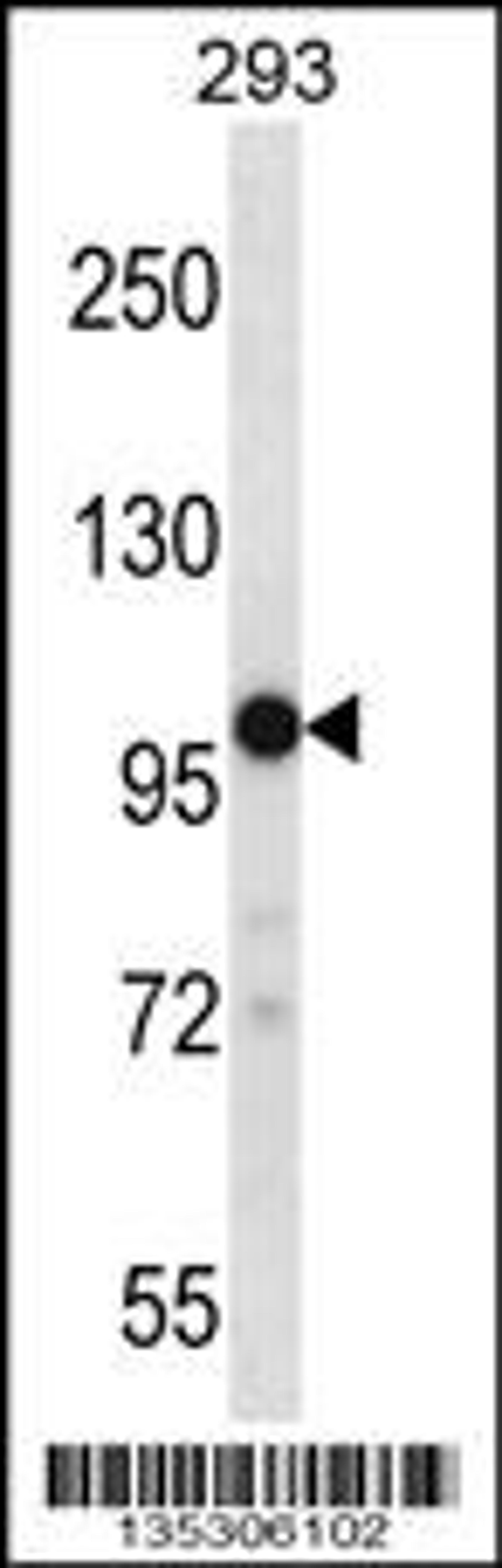 Western blot analysis in 293 cell line lysates (35ug/lane).