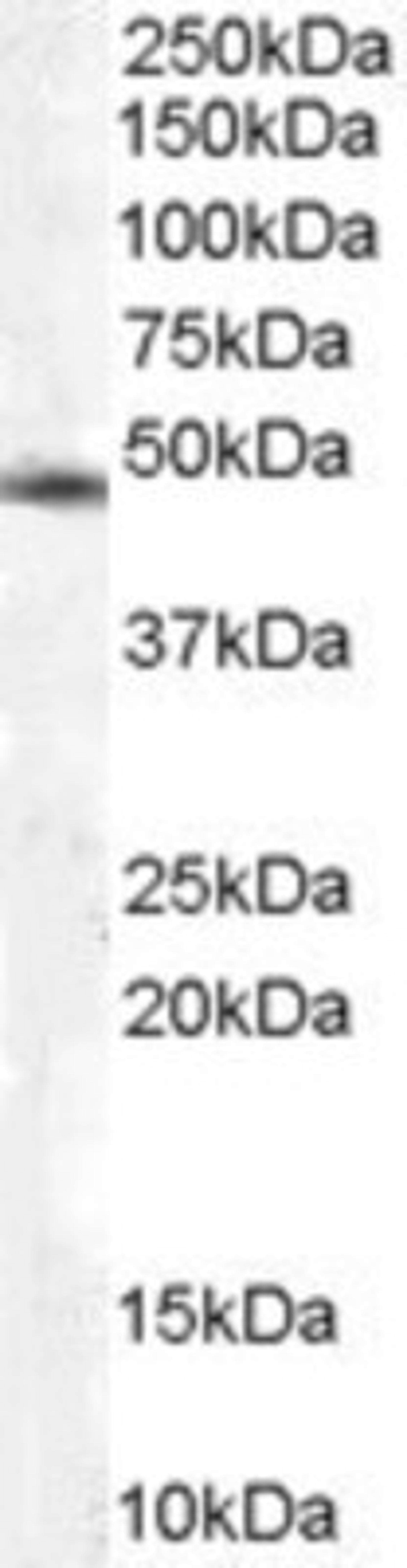 Western Blot: COP9 signalosome complex subunit 2 Antibody [NB100-1238] - 3T3 lysates (RIPA buffer, 30ug total protein per lane). Primary incubated for 1 hour. Detected by western blot using chemiluminescence.