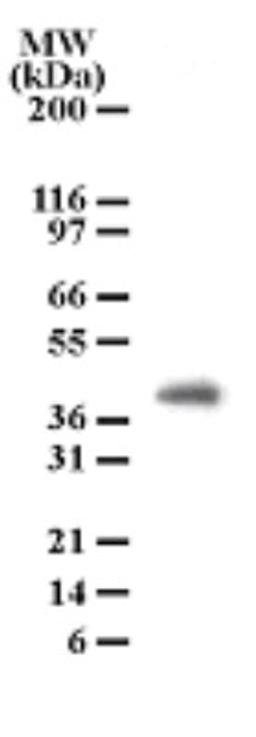 Western Blot: PGRP1B Antibody (186C426) [NB100-56721] - Analysis of PGRP-1Beta in cell lysates from human brain using this antibody at a dilution of 2 ug/ml.