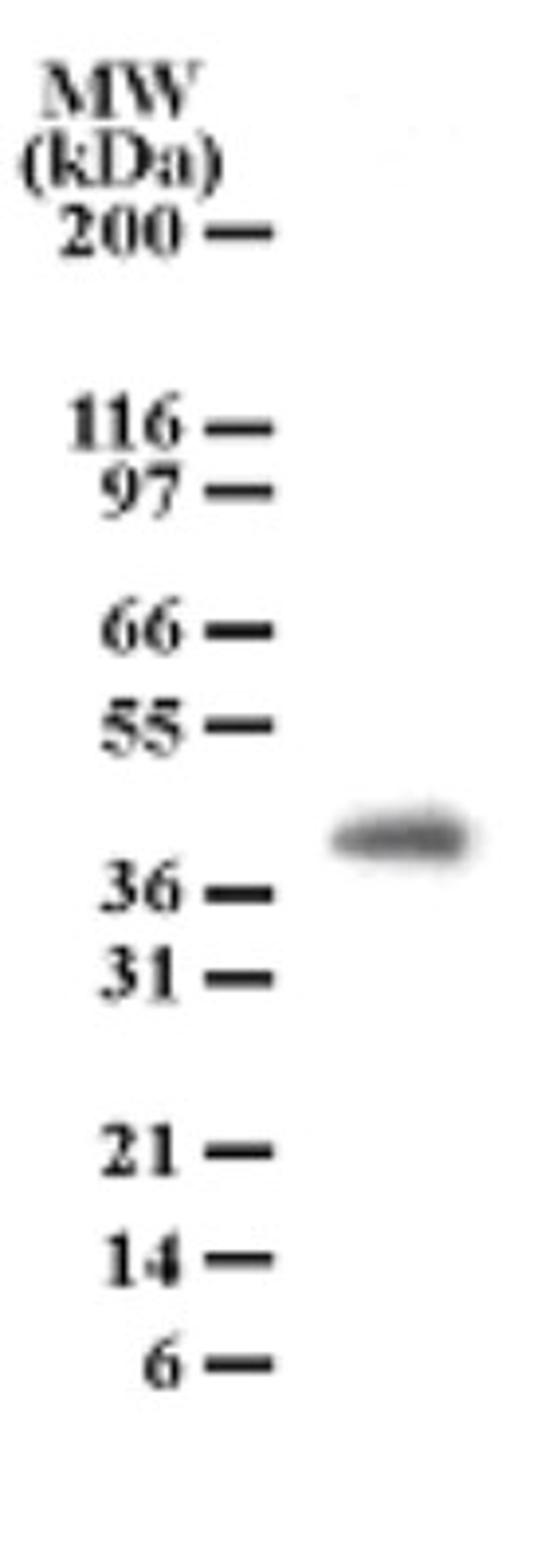 Western Blot: PGRP1B Antibody (186C426) [NB100-56721] - Analysis of PGRP-1Beta in cell lysates from human brain using this antibody at a dilution of 2 ug/ml.