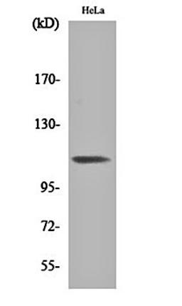 Western blot analysis of Hela cell lysates using Integrin beta 3 (phospho-Y785) antibody