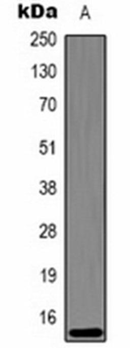 Western blot analysis of Hela (Lane 1) whole cell lysates using Histone H3 (DiMethyl K27) antibody