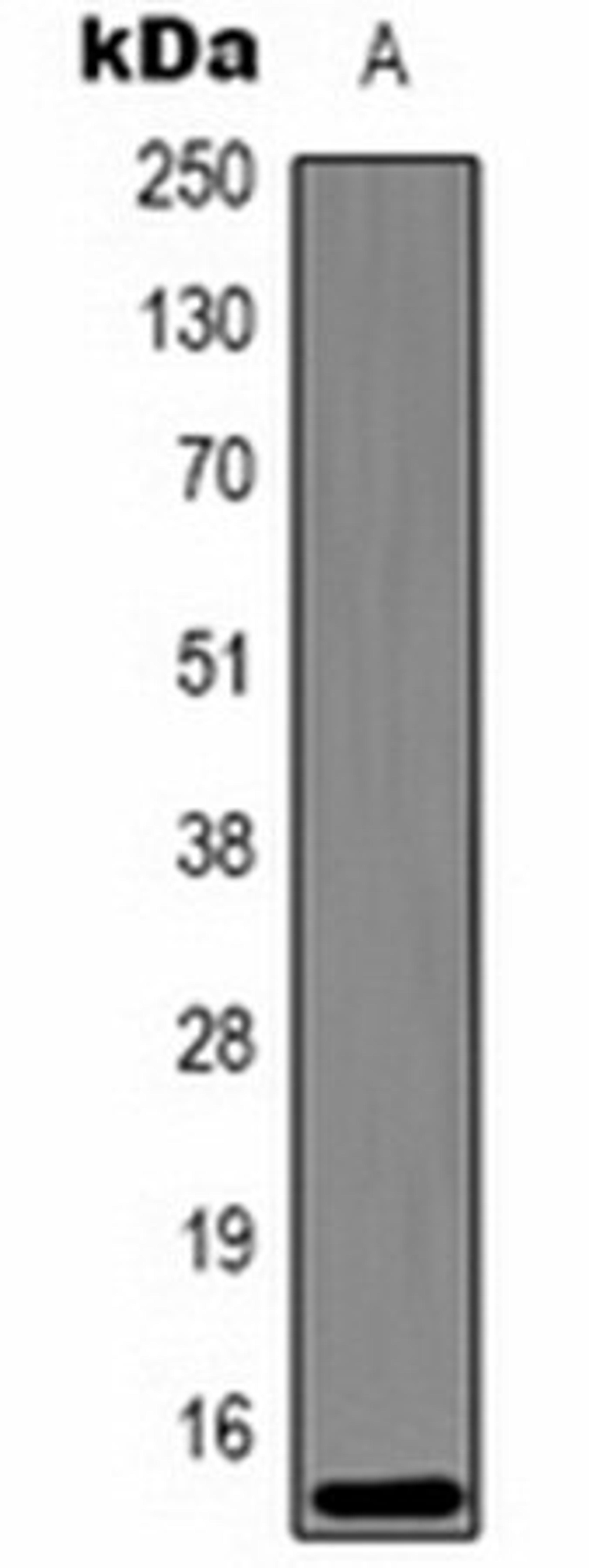 Western blot analysis of Hela (Lane 1) whole cell lysates using Histone H3 (DiMethyl K27) antibody