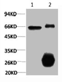 1) Input: Hela Cell Lysate 2) IP product: IP dilute 1:200