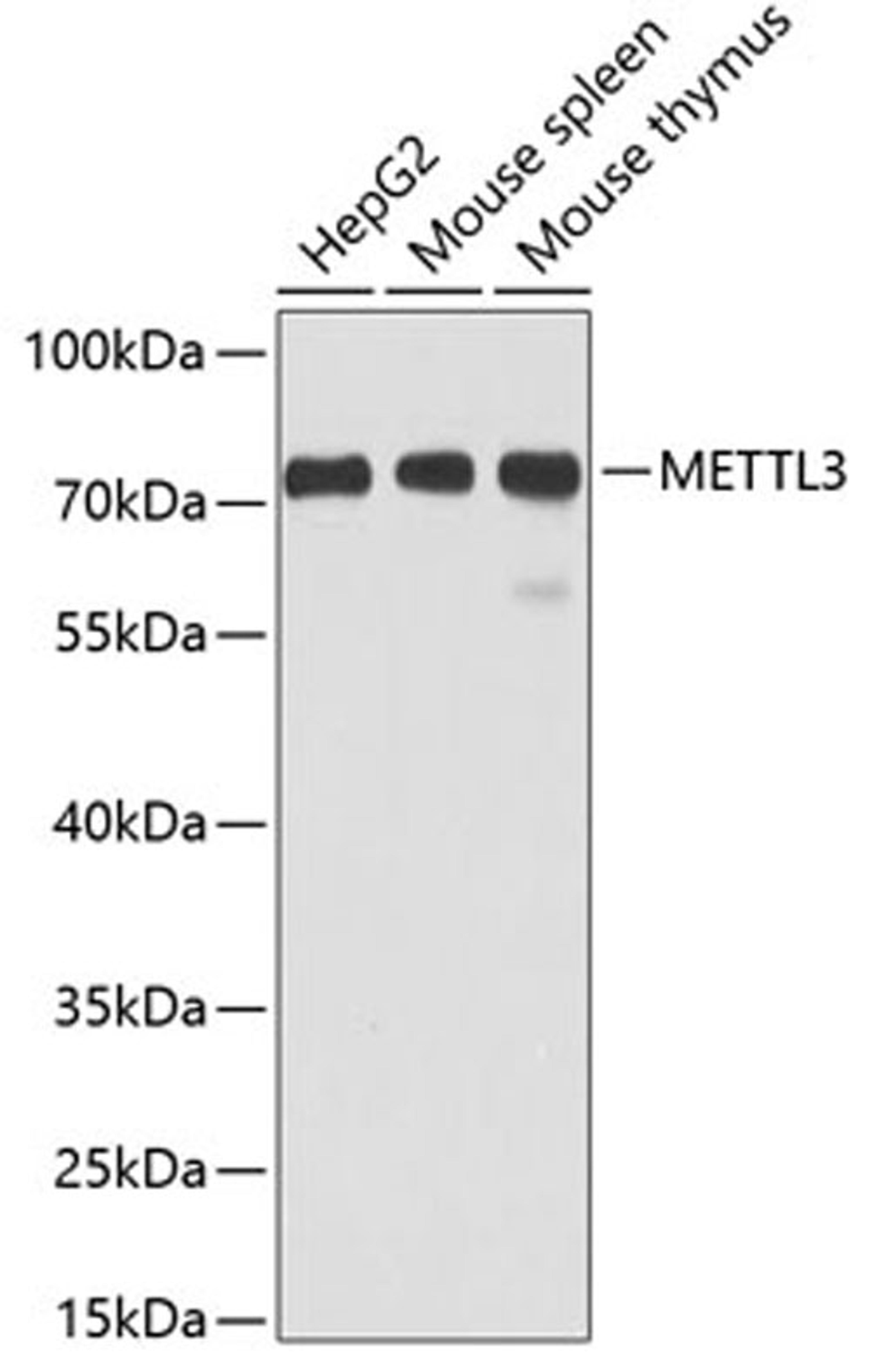 Western blot - METTL3 antibody (A8370)