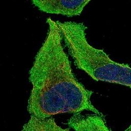 Immunocytochemistry/Immunofluorescence: PDCL3 Antibody [NBP1-80626] - Staining of human cell line U-2 OS shows positivity in cytoplasm.