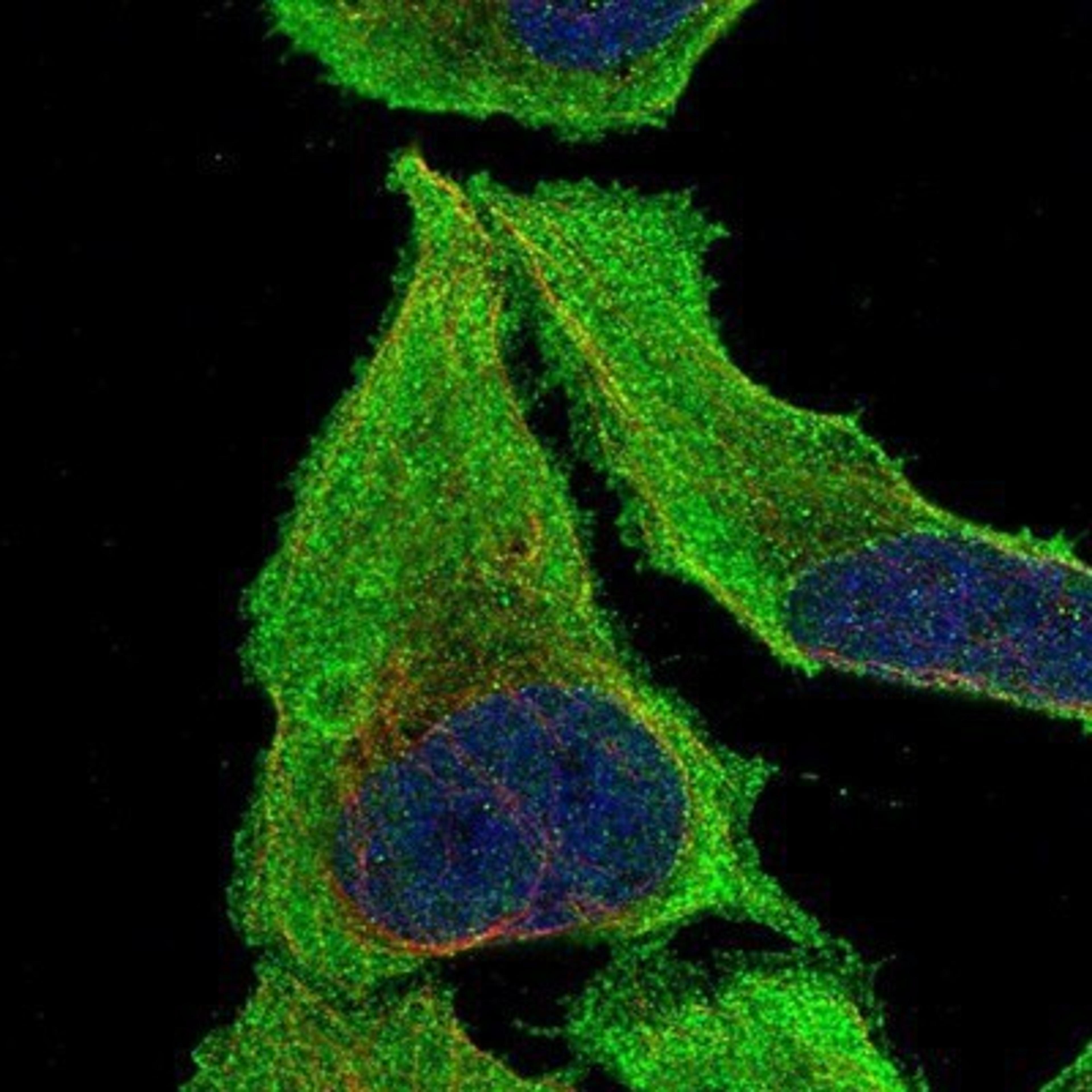 Immunocytochemistry/Immunofluorescence: PDCL3 Antibody [NBP1-80626] - Staining of human cell line U-2 OS shows positivity in cytoplasm.