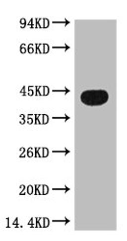 Western blot analysis of Zebrafish skeletal muscle, diluted at 1:3000.