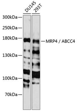 Western blot - MRP4 / ABCC4 antibody (A2198)