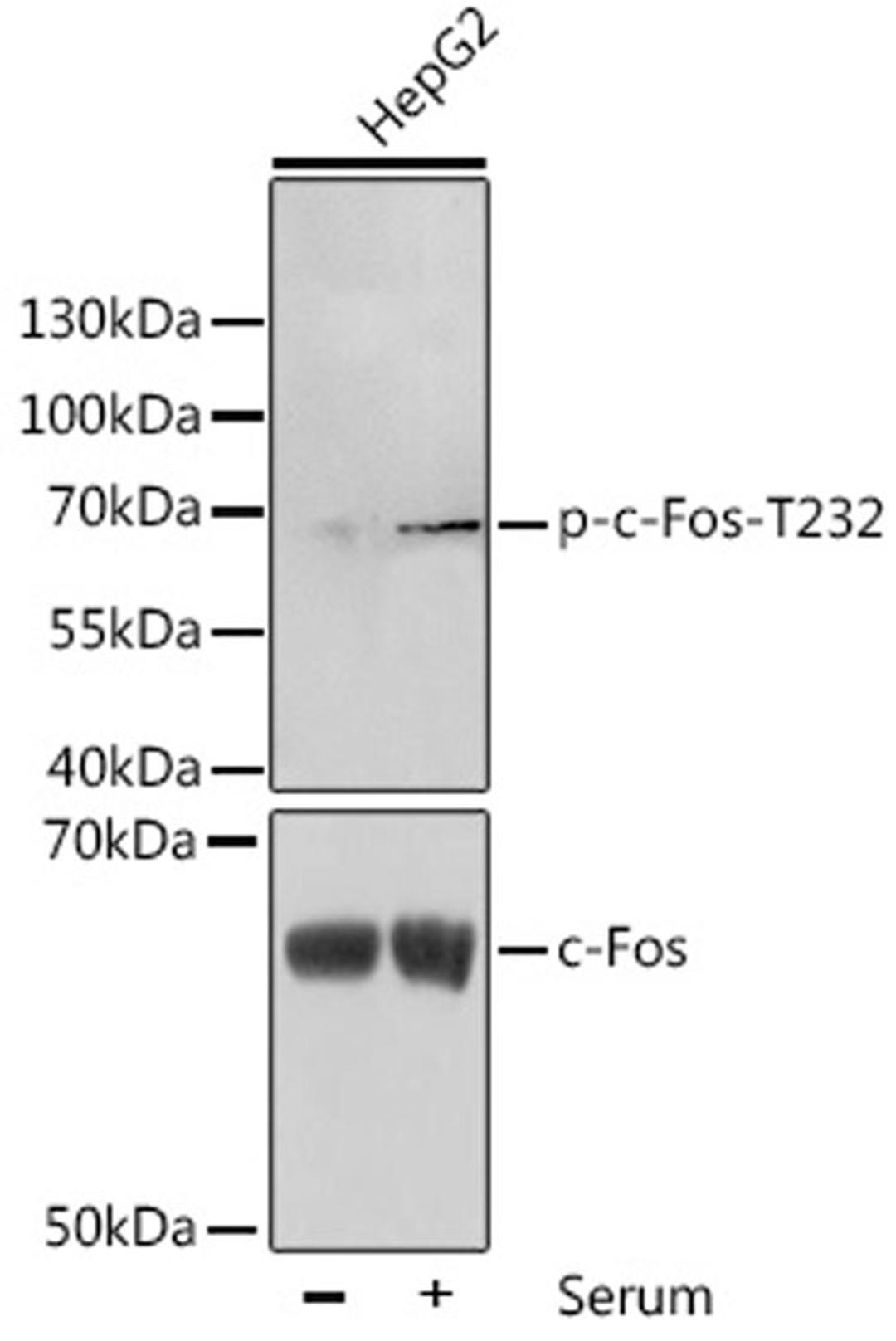 Western blot - Phospho-c-Fos-T232 antibody (AP0038)