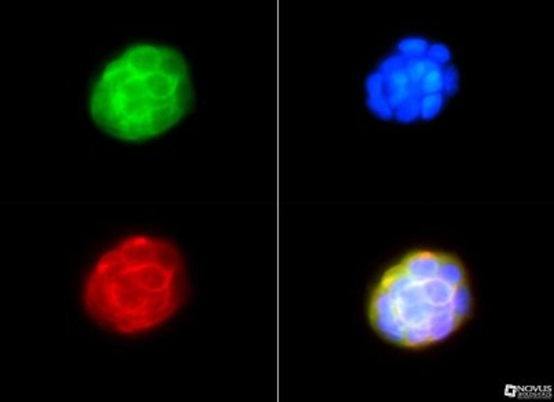 Immunocytochemistry/Immunofluorescence: NFkB1/NFkB p105 Antibody [NBP1-77395] - Antibody was tested in HeLa cells with FITC (green). Nuclei and actin were counterstained with Dapi (blue) and Phalloidin (red).