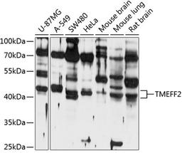 Western blot - TMEFF2 antibody (A10464)