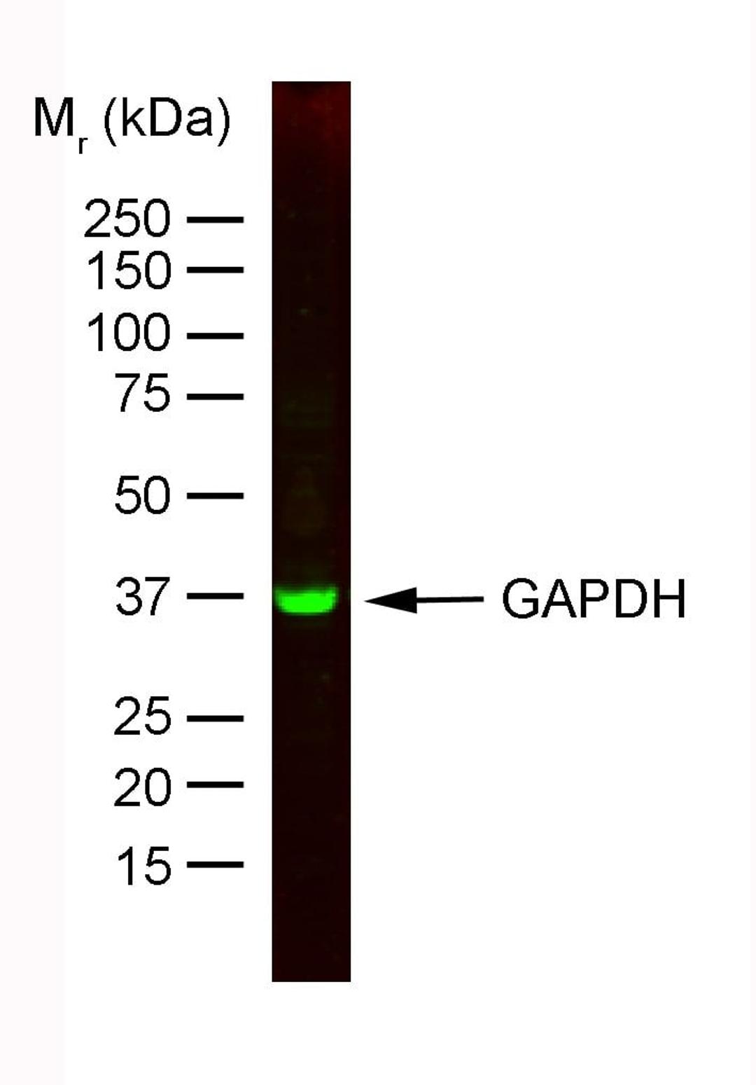 Staining of HeLa whole cell lysate with Mouse anti Rabbit GAPDH:Dylight®800