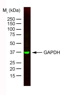 Staining of HeLa whole cell lysate with Mouse anti Rabbit GAPDH:Dylight®800