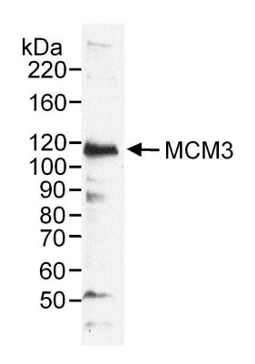 Western Blot: MCM3 Antibody [NB100-289] - RIPA extract (50 ug) from HeLa cells. Antibody used at 0.2 ug/ml.