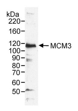 Western Blot: MCM3 Antibody [NB100-289] - RIPA extract (50 ug) from HeLa cells. Antibody used at 0.2 ug/ml.