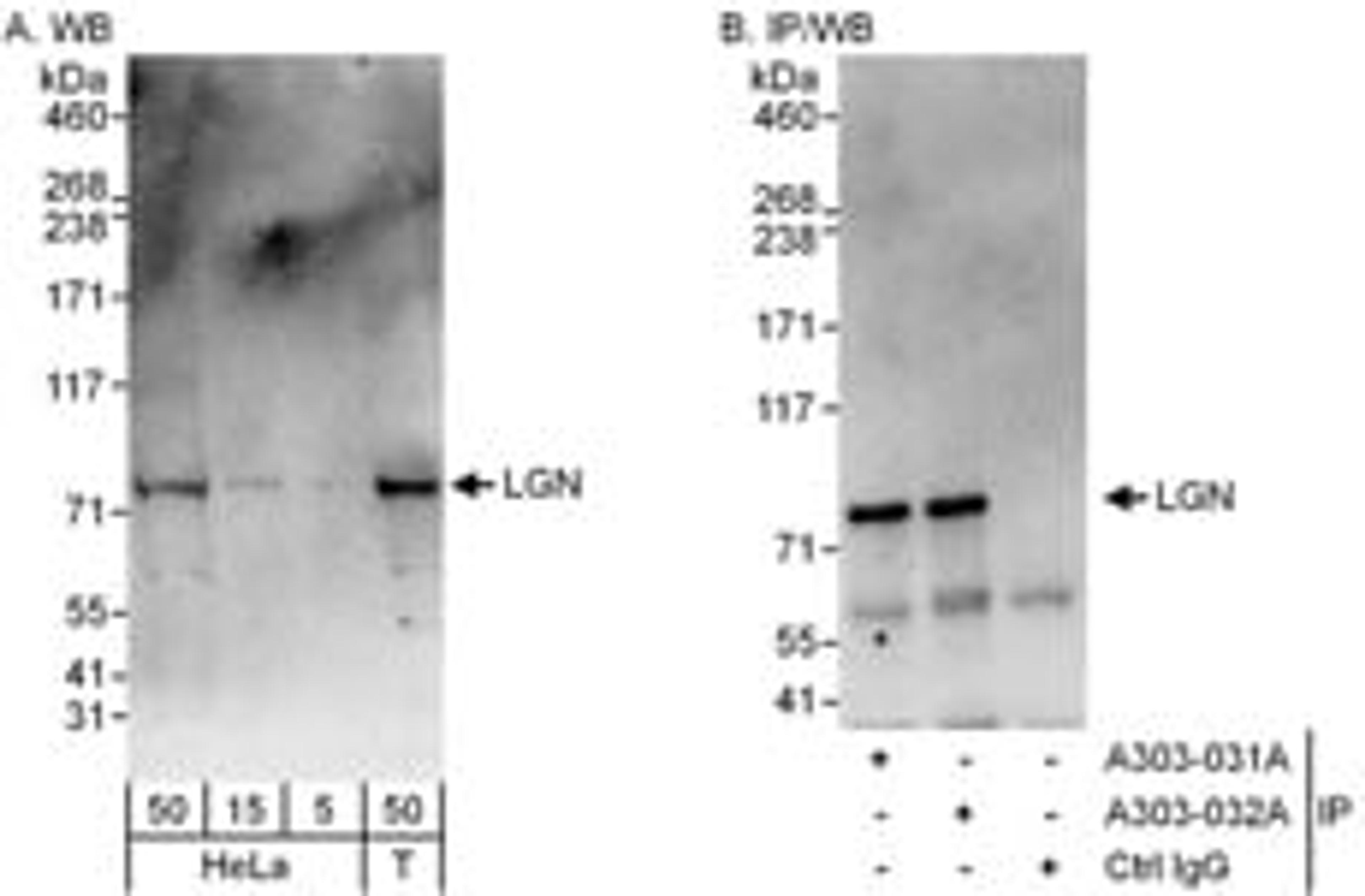 Detection of human LGN by western blot and immunoprecipitation.