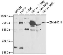 Western blot - ZMYND11 antibody (A6327)