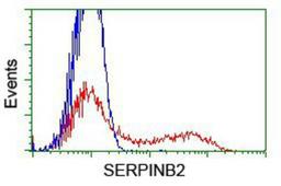 Flow Cytometry: SerpinB2 Antibody (1G3) [NBP2-01492] - HEK293T cells transfected with either overexpression plasmid (Red) or empty vector control plasmid (Blue) were immunostained by anti-SerpinB2 antibody, and then analyzed by flow cytometry.