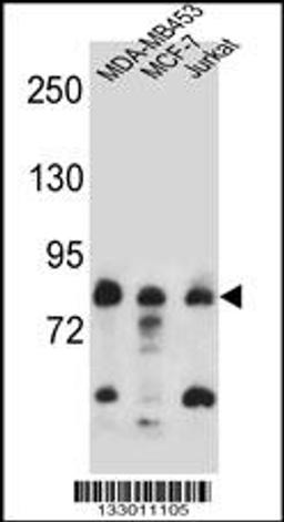 Western blot analysis in MDA-MB453,MCF-7,Jurkat cell line lysates (35ug/lane).