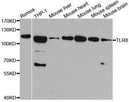 Western blot analysis of extracts of various cell lines using TLR8 antibody