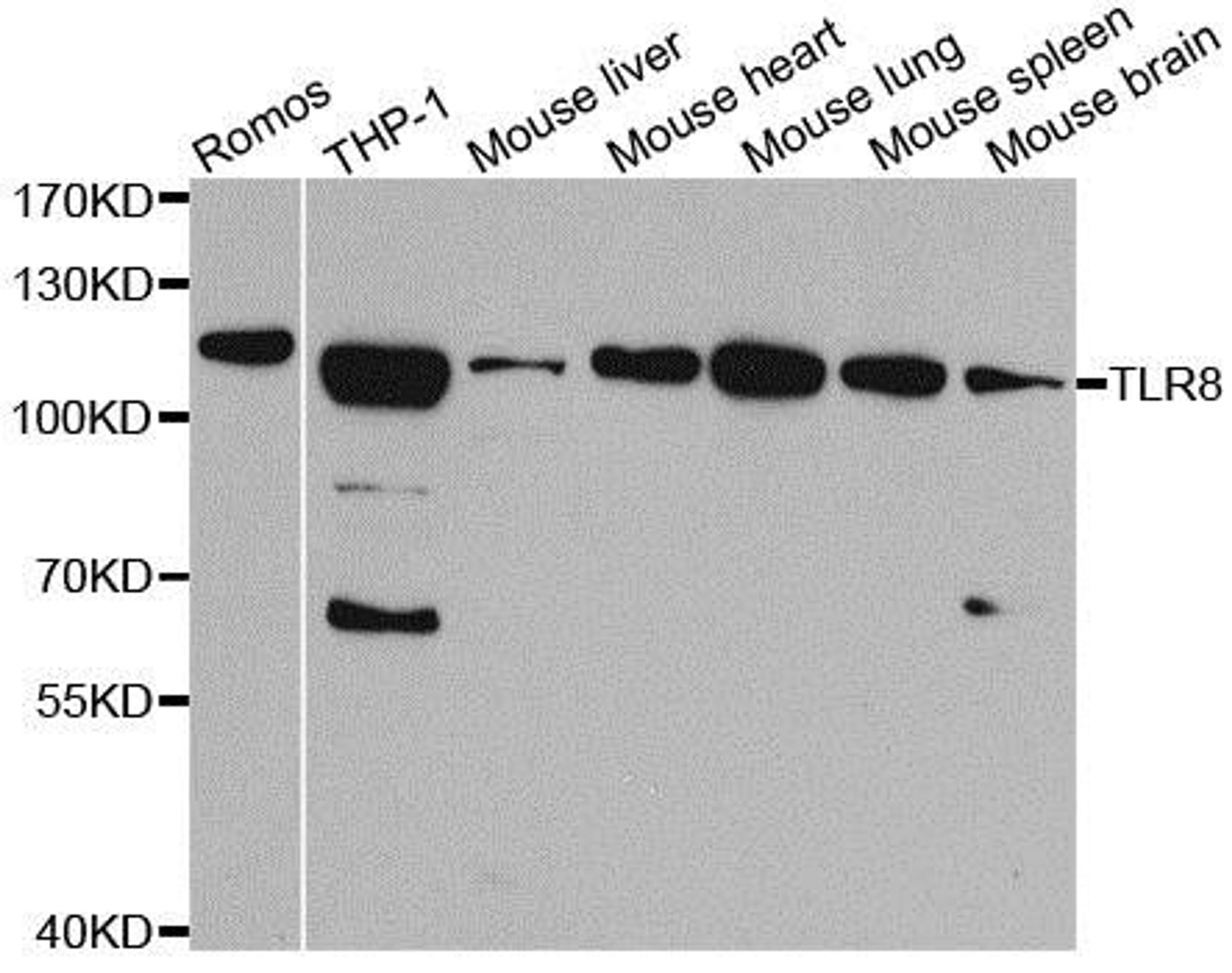 Western blot analysis of extracts of various cell lines using TLR8 antibody