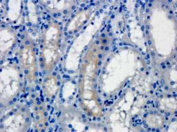 Immunohistochemical staining of pig kidney tissue using ROR2 antibody (dilution of primary antibody - 1:200)