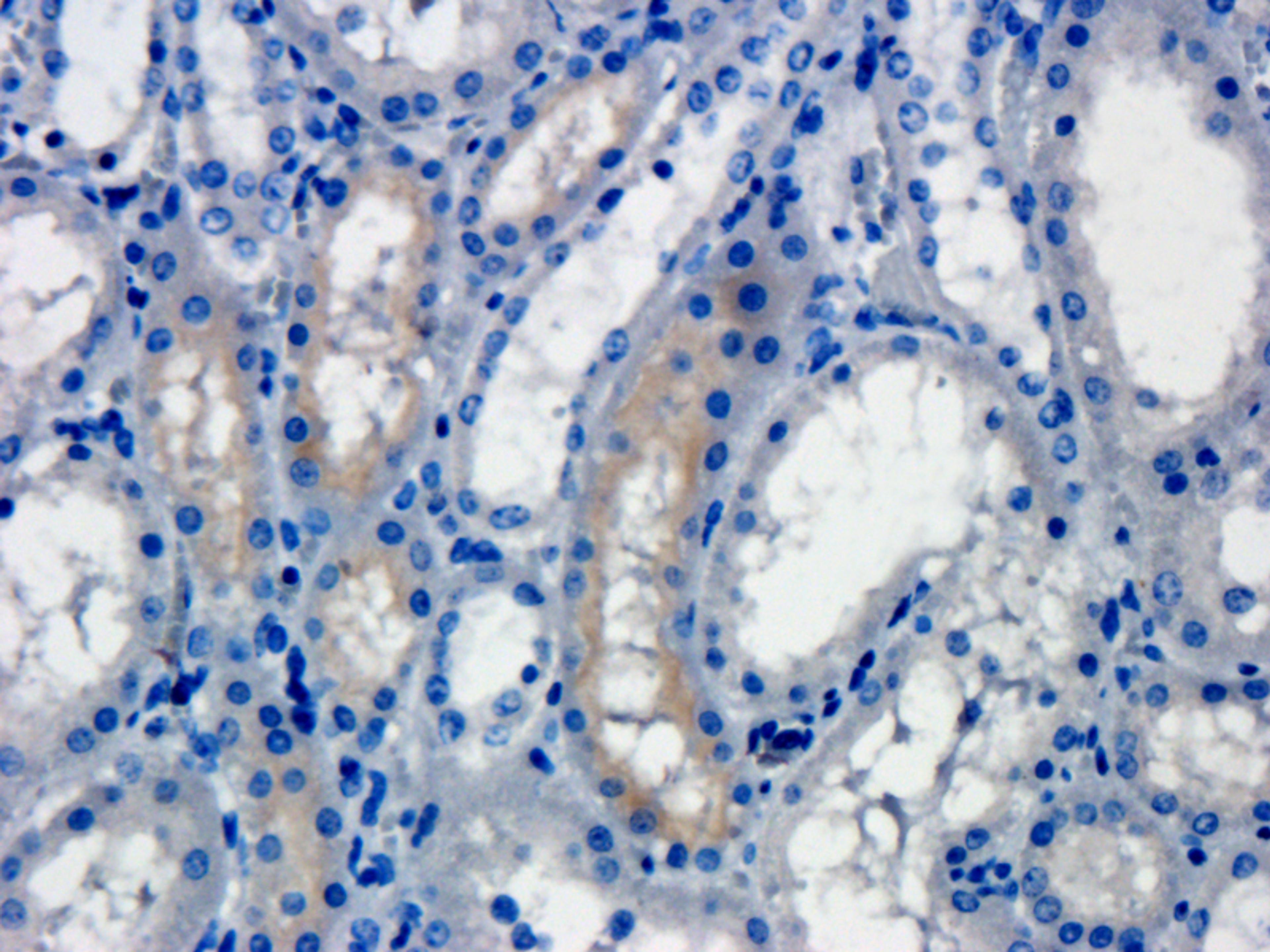 Immunohistochemical staining of pig kidney tissue using ROR2 antibody (dilution of primary antibody - 1:200)