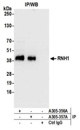 Detection of human RNH1 by western blot of immunoprecipitates.