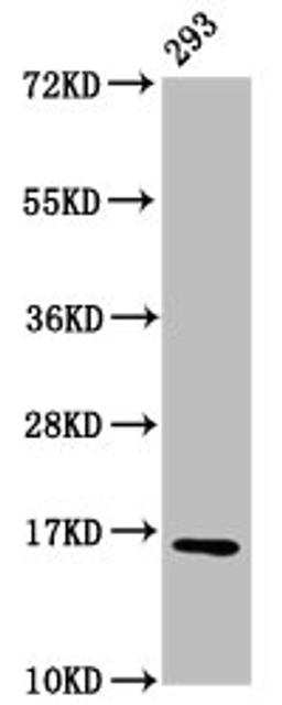 Western Blot. Positive WB detected in: 293 whole cell lysate. All lanes: HIST1H3A antibody at 0.55µg/ml. Secondary. Goat polyclonal to rabbit IgG at 1/50000 dilution. Predicted band size: 16 kDa. Observed band size: 16 kDa