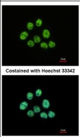 Immunocytochemistry/Immunofluorescence: HIST1H3A Antibody [NBP2-16838] - Immunofluorescence analysis of paraformaldehyde-fixed A431, using antibody at 1:500 dilution.